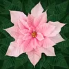 Pink Poinsettia Dream Big Holiday Hoffman Quilt Panel 43 x 43 Inches Digital Print