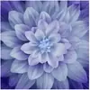 Hydrangea Dream Big Hoffman Quilt Panel 43 x 43 Inches Digital Print