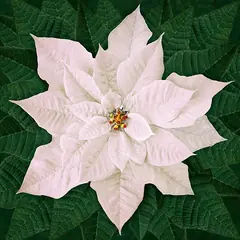 White Poinsettia Dream Big Holiday Hoffman Quilt Panel 43 x 43 Inches Digital Print