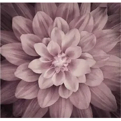 Plum Dream Big Hoffman Quilt Panel 43 x 43 Inches Digital Print