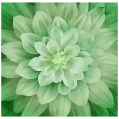 Leaf Dream Big Hoffman Quilt Panel 43 x 43 Inches Digital Print