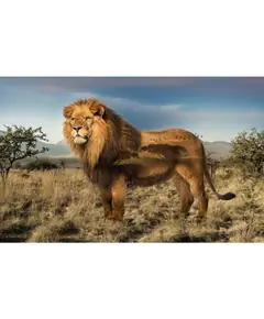 Lion Wild Kingdom Hoffman Quilt Panel 43 x 27 Inches Digital Print