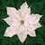 White Poinsettia Dream Big Holiday Hoffman Quilt Panel 43 x 43 Inches Digital Print
