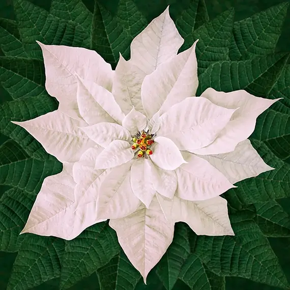 White Poinsettia Dream Big Holiday Hoffman Quilt Panel 43 x 43 Inches Digital Print