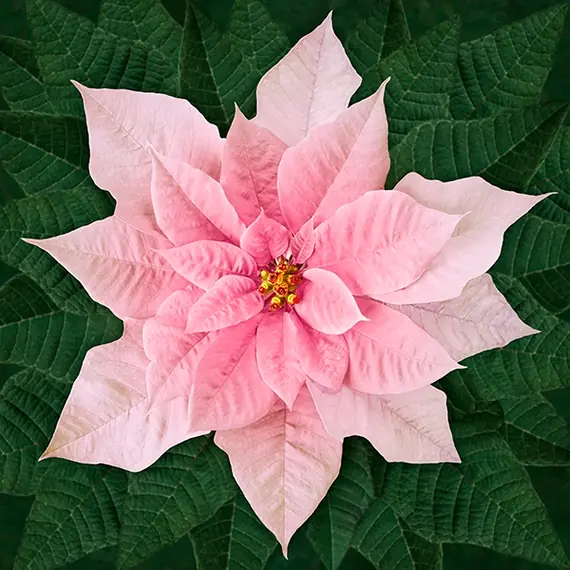 Pink Poinsettia Dream Big Holiday Hoffman Quilt Panel 43 x 43 Inches Digital Print