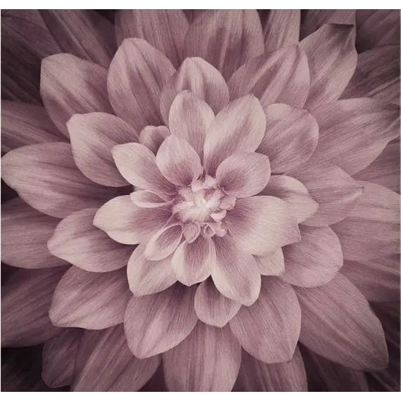 Plum Dream Big Hoffman Quilt Panel 43 x 43 Inches Digital Print