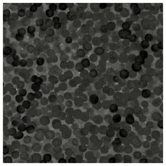 Black - Chroma Dots - W108in