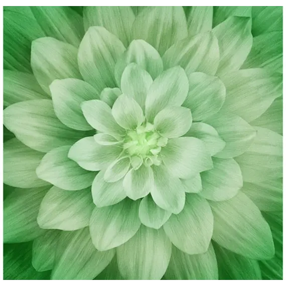 Leaf Dream Big Hoffman Quilt Panel 43 x 43 Inches Digital Print