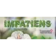 Impatiens Placemat Extra Foundation Papers Judy Niemeyer